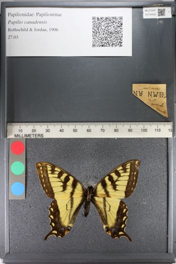 Media type: image;   Entomology 135452